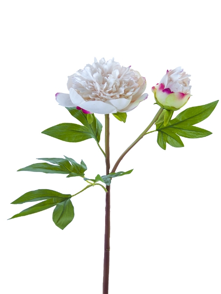 Picture of 26" RUFFLED PEONY X1F1B