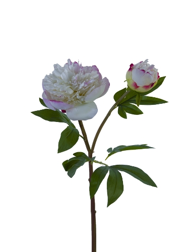 Picture of 26" FRESH TOUCH RUFFLED PEONY