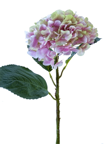Picture of 21" WATERCOLOR MOPHEAD HYDRANGEA