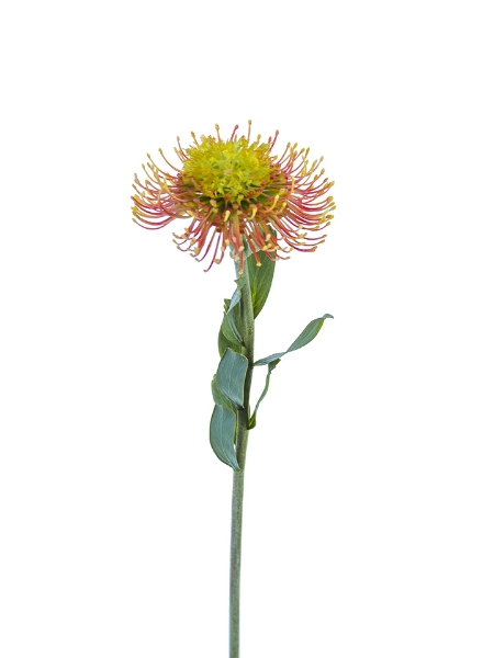 Picture of 23" PINCUSHION PROTEA