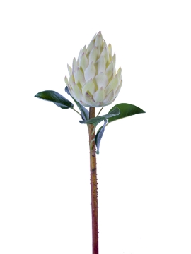 Picture of 28" BANKSIA PROTEA