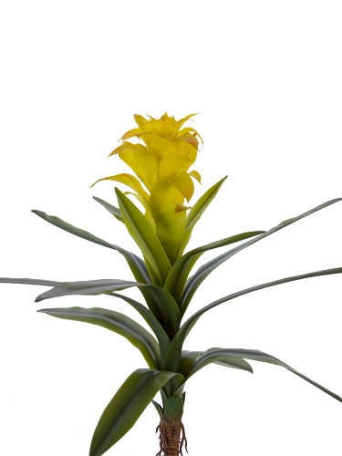 Picture of 18" BROMELIAD PLANT