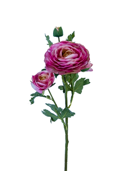 Picture of 25" ITALIAN RANUNCULUS