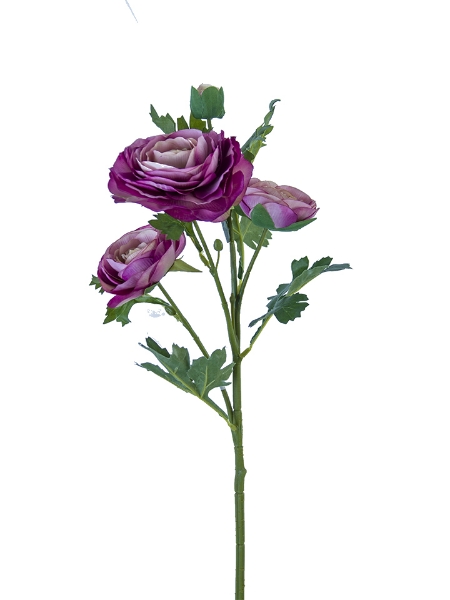 Picture of 25" ITALIAN RANUNCULUS