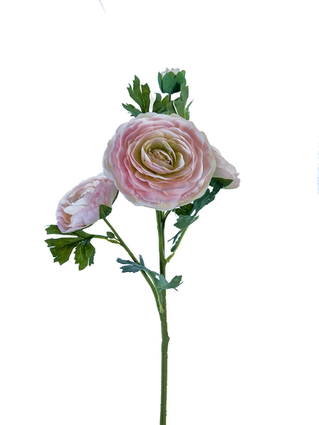 Picture of 25" ITALIAN RANUNCULUS