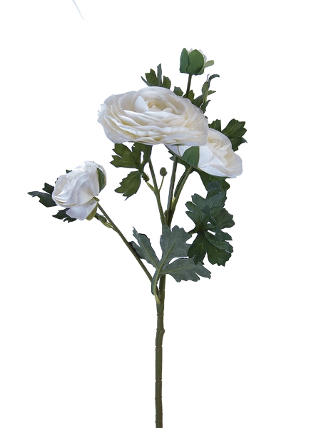 Picture of 25" ITALIAN RANUNCULUS