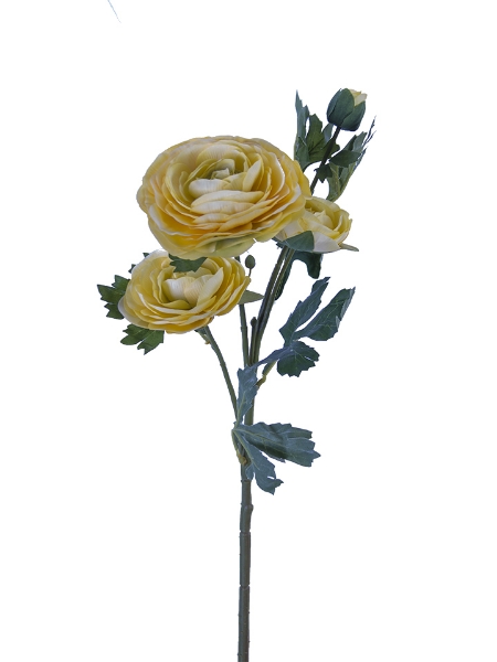 Picture of 25" ITALIAN RANUNCULUS