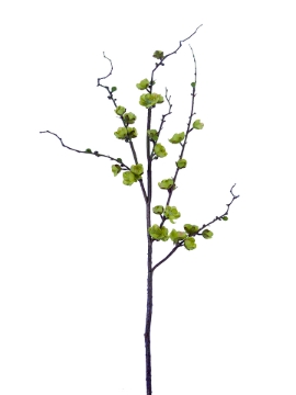 Picture of 35" PLUM BLOSSOM SPRAY
