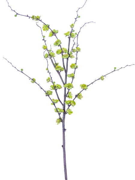 Picture of 51" PLUM BLOSSOM BRANCH