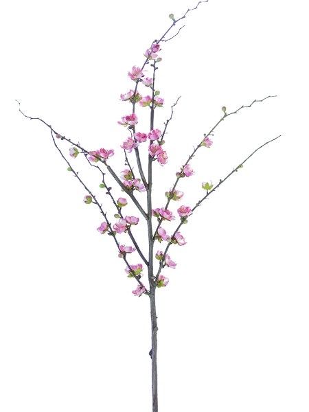 Picture of 51" PLUM BLOSSOM BRANCH