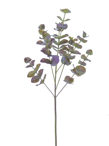 Picture of 27" SPIRAL EUCALYPTUS SPRAY