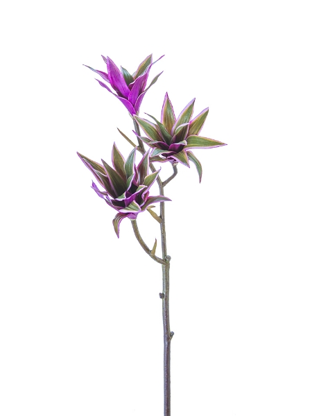 Picture of 30" TRADESCANTIA SPRAY