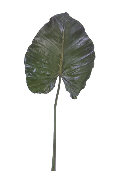 Picture of 43" GUANYIN LEAF