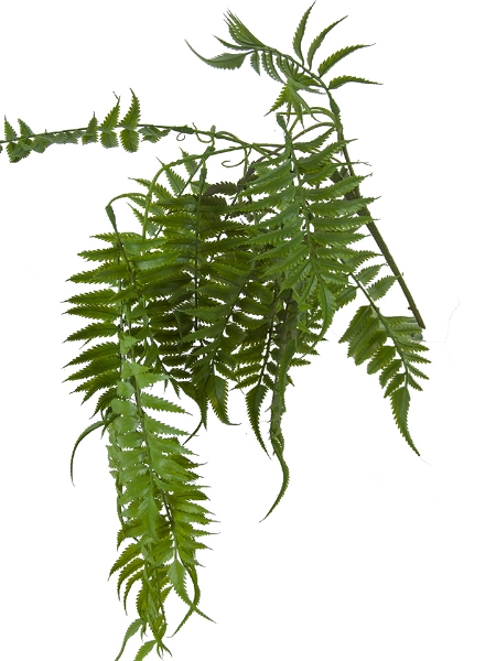 Picture of 34" HANGING BOSTON FERN