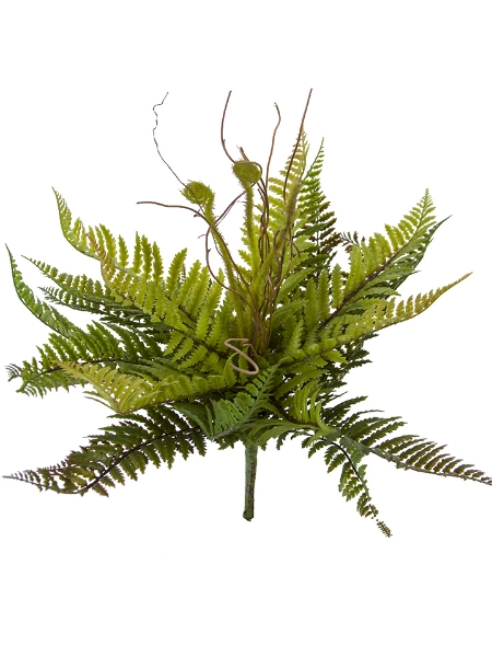 Picture of 13" TOTARA FERN  BUSH