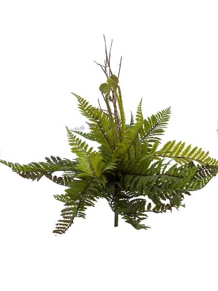 Picture of 13" TOTARA FERN  BUSH