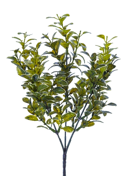 Picture of 13" MYRTLE BUSH