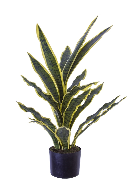 Picture of 32" SANSEVIERIA W/POT