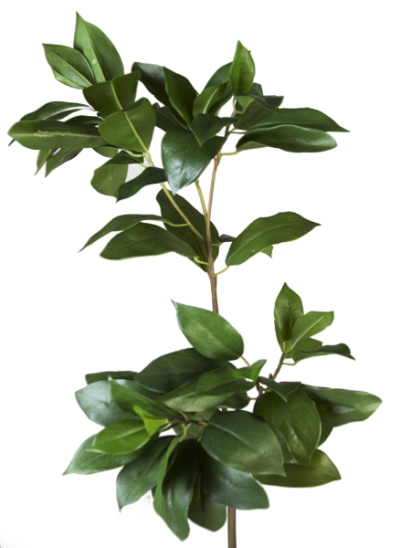 Picture of 38" LAUREL LEAVES LONG BRANCH