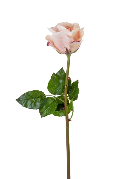 Picture of 25" OPEN BEAUTY ROSE STEM