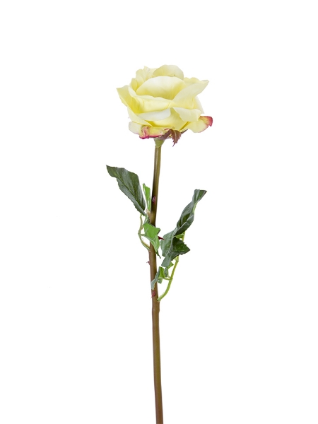 Picture of 25" OPEN BEAUTY ROSE STEM