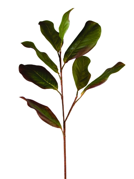 Picture of 28" MAGNOLIA LEAF SPRAY