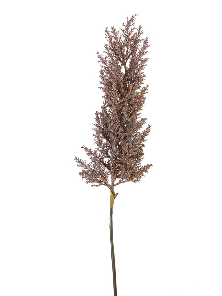 Picture of 34.5" DRIED ASTILBE SPRAY