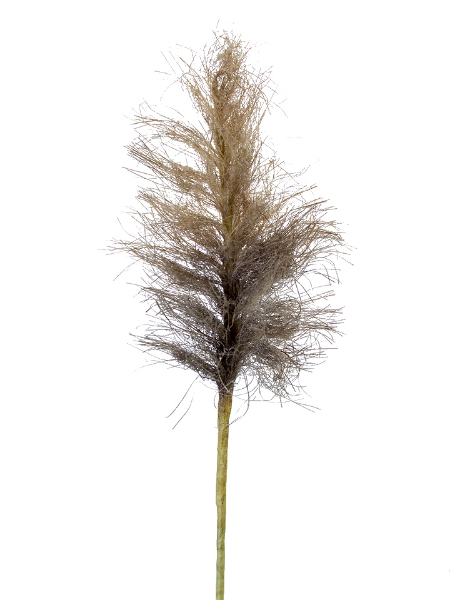 Picture of 44" DRIED PAMPAS SPRAY