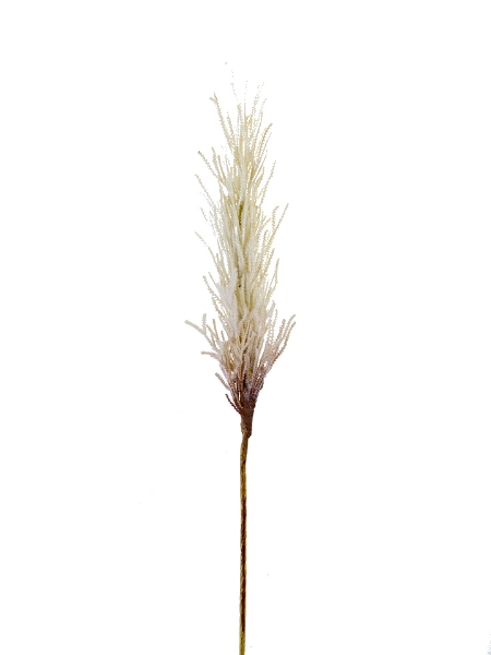 Picture of 32.5" DRIED REED SPRAY