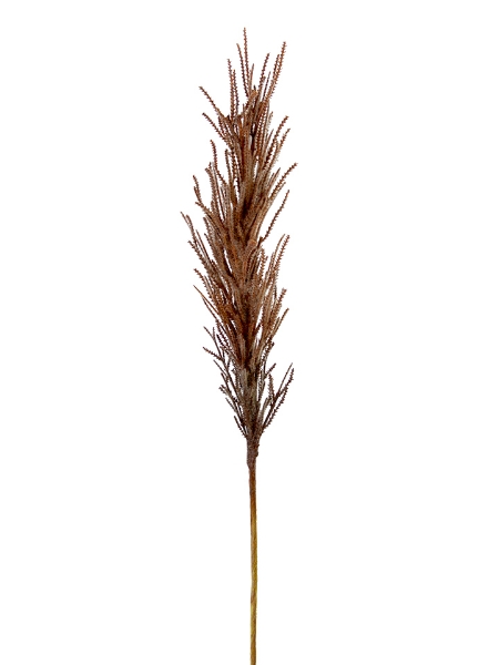 Picture of 32.5" DRIED REED SPRAY