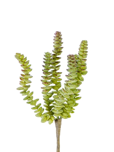 Picture of 11" BURRO'S TAIL