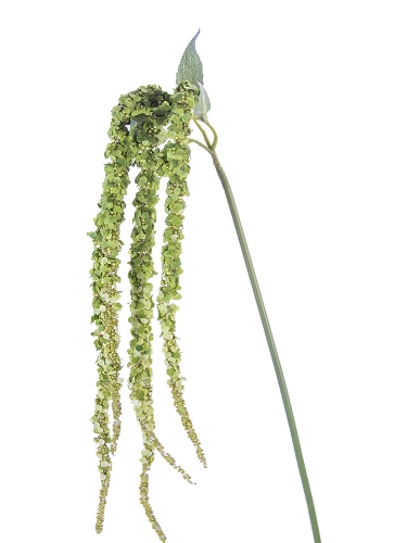Picture of 38" AMARANTHUS SPRAY X5