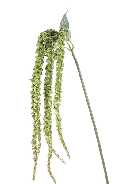 Picture of 38"AMARANTHUS SPRAY X5 HEAD