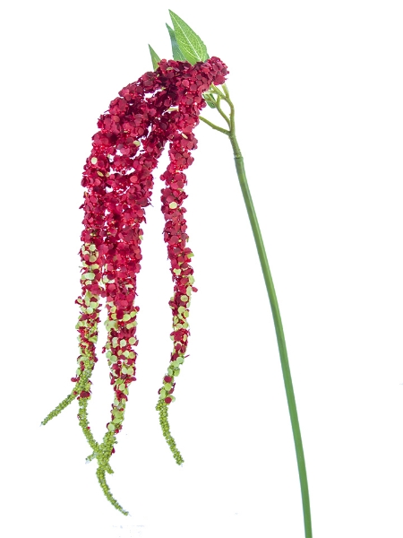 Picture of 38"AMARANTHUS SPRAY X5 HEAD