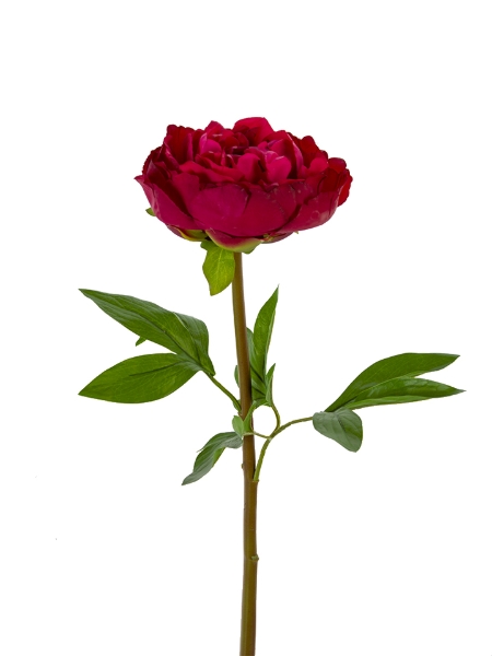 Picture of 26" REAL TOUCH PEONY STEM