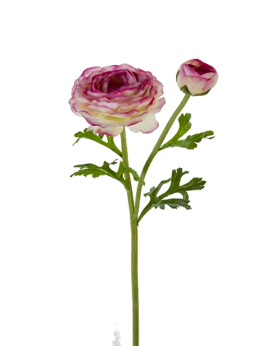 Picture of 22" REAL TOUCH RANUNCULUS