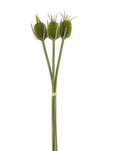 Picture of 30.5" FULLER'S TEASEL BUNDLE