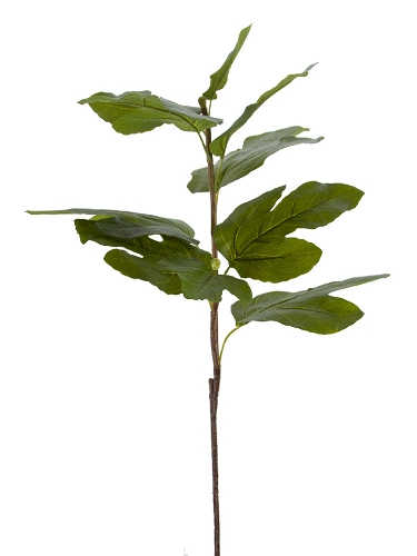 Picture of 40" FIG LEAF SPRAY
