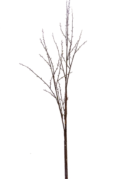 Picture of 65.5" BIRCH BRANCH