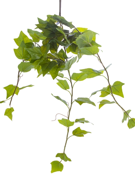 Picture of 27" ENGLISH IVY BUSH