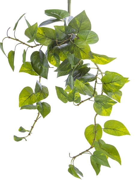 Picture of 32" POTHOS BUSH