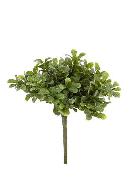 Picture of 9'' BOXWOOD BUSH