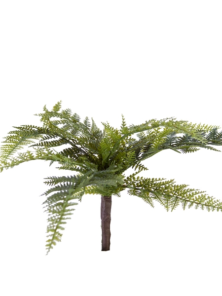 Picture of 16" DRYOPTERIS FERN BUSH