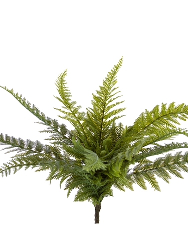 Picture of 18.5" DRYOPTERIS FERN BUSH
