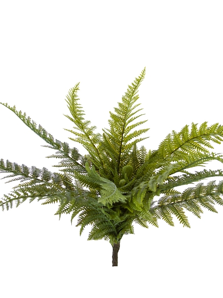 Picture of 18.5"DRYOPTERIS FERN BUSH