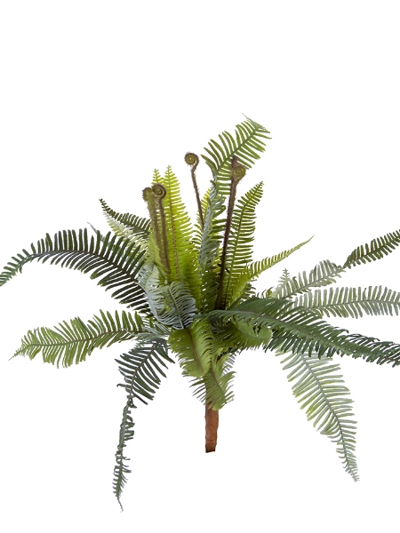 Picture of 16" BOSTON FERN BUSH