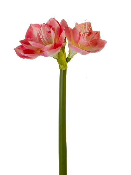 Picture of 26" AMARYLLIS 2F,1B