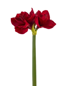 Picture of 26" AMARYLLIS
