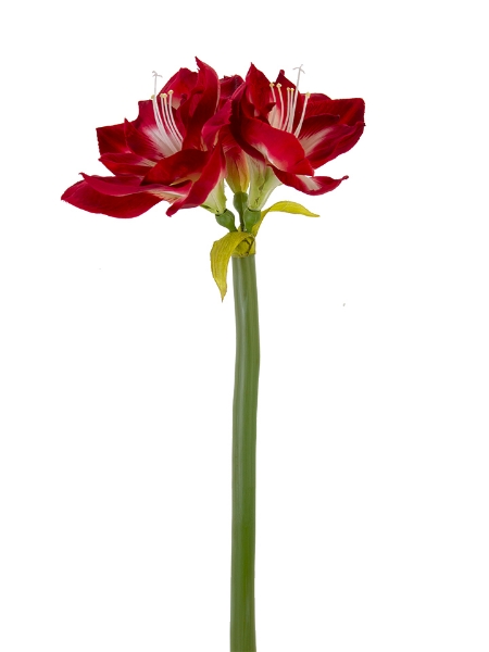 Picture of 26" AMARYLLIS 2F,1B