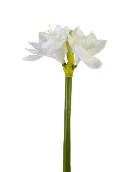 Picture of 26" AMARYLLIS 2F,1B